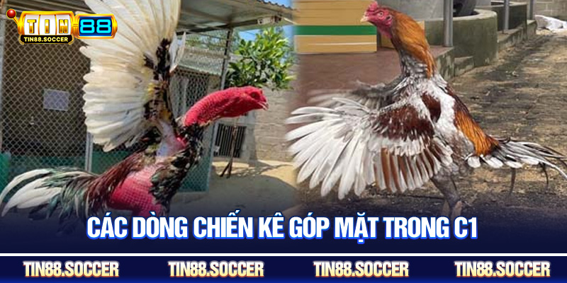 Các dòng chiến kê góp mặt trong C1