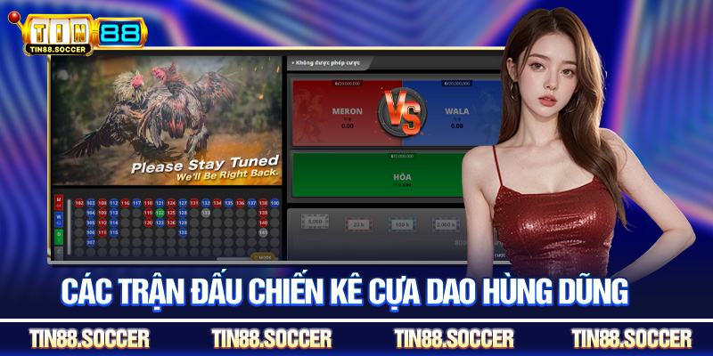 Các trận đấu chiến kê cựa dao hùng dũng