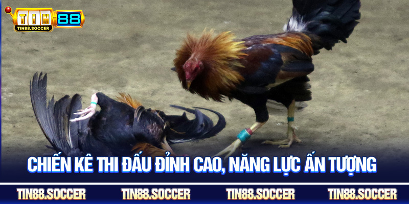 Chiến kê thi đấu đỉnh cao, năng lực ấn tượng