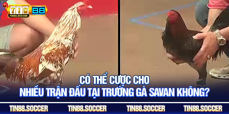 Có thể cược cho nhiều trận đấu tại trường gà Savan không?