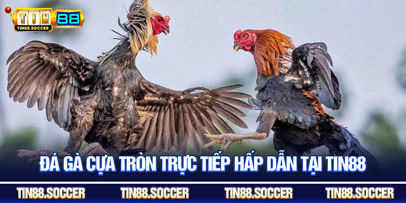 Đá gà cựa tròn trực tiếp hấp dẫn tại Tin88