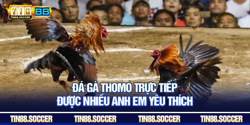Đá gà Thomo trực tiếp được nhiều anh em yêu thích