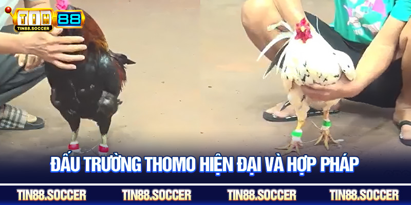 Đấu trường Thomo hiện đại và hợp pháp