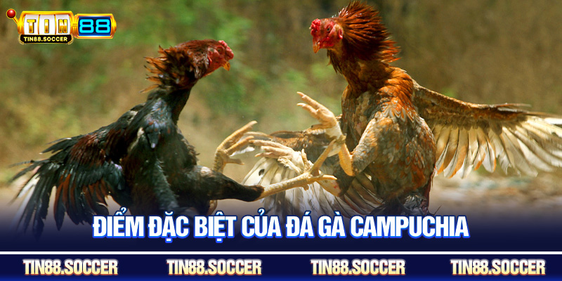 Điểm đặc biệt của đá gà Campuchia
