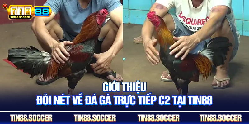 Giới thiệu đôi nét về đá gà trực tiếp c2 tại TIN88