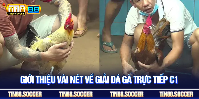 Giới thiệu vài nét về giải đá gà trực tiếp C1