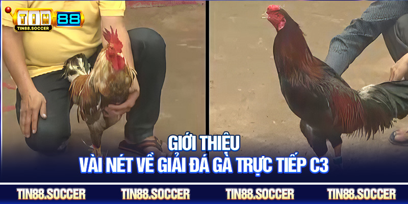 Giới thiệu vài nét về giải đá gà trực tiếp C3