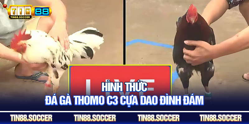 Hình thức đá gà Thomo C3 cựa dao đình đám