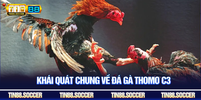 Khái quát chung về đá gà Thomo C3