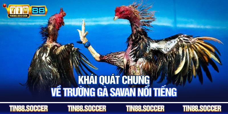 Khái quát chung về trường gà Savan nổi tiếng