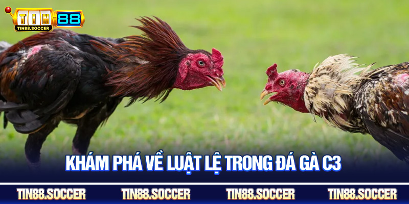 Khám phá về luật lệ trong đá gà C3