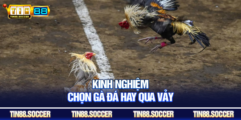 Kinh nghiệm chọn gà đá hay qua vảy