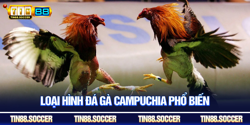 Loại hình đá gà Campuchia phổ biến