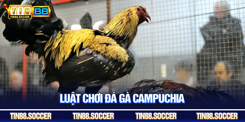 Luật chơi đá gà Campuchia