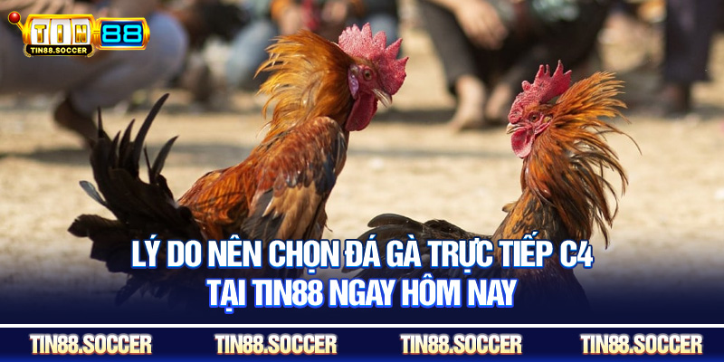 Lý do nên chọn đá gà trực tiếp c4 tại Tin88 ngay hôm nay