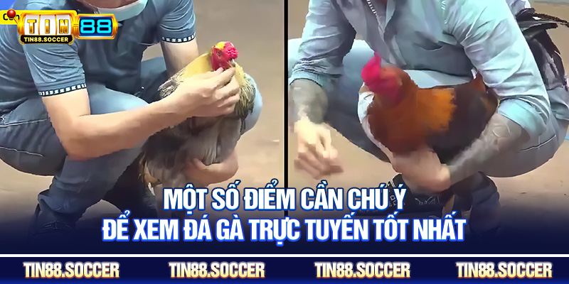 Một số điểm cần chú ý để xem đá gà trực tuyến tốt nhất