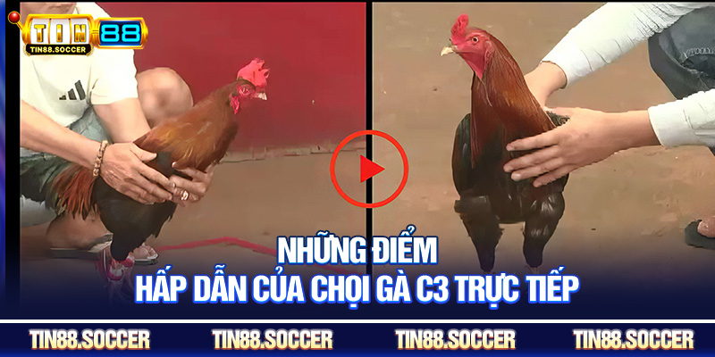 Những điểm hấp dẫn của chọi gà C3 trực tiếp
