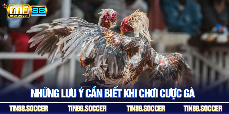 Những lưu ý cần biết khi chơi cược gà