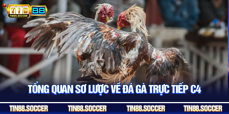 Tổng quan sơ lược về đá gà trực tiếp c4