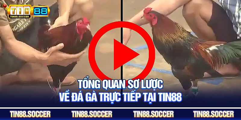 Tổng quan sơ lược về đá gà trực tiếp tại Tin88