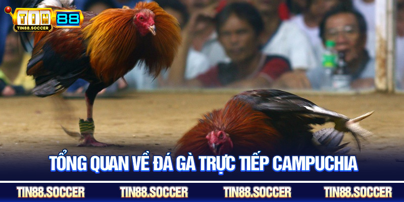 Tổng quan về đá gà trực tiếp Campuchia