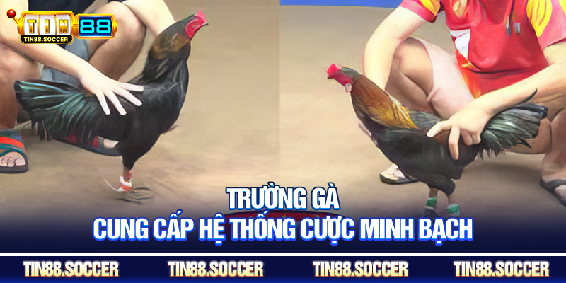 Trường gà cung cấp hệ thống cược minh bạch