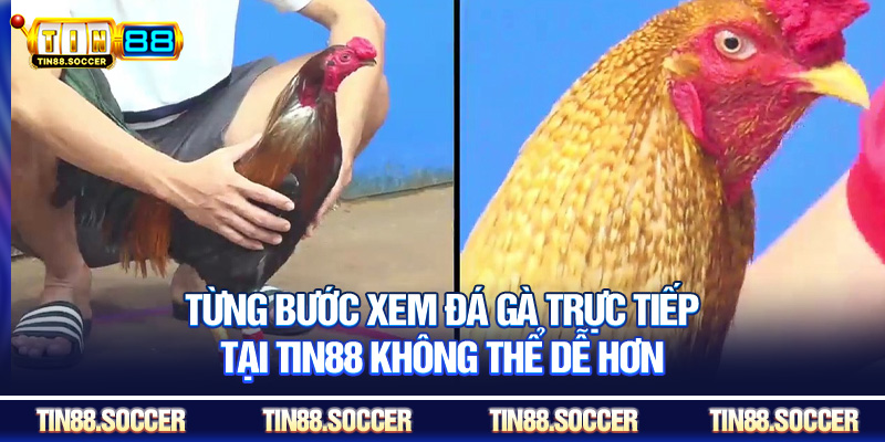 Từng bước xem đá gà trực tiếp tại Tin88 không thể dễ hơn