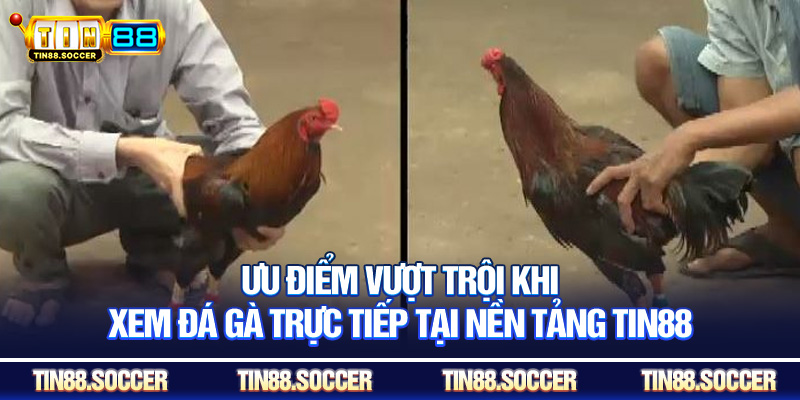 Ưu điểm vượt trội khi xem đá gà trực tiếp tại nền tảng Tin88