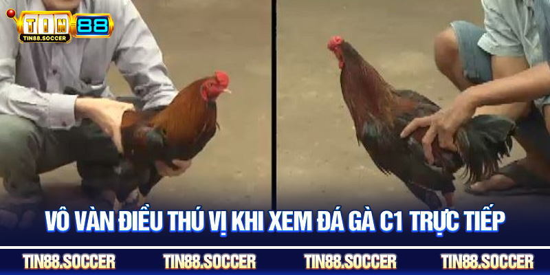 Vô vàn điều thú vị khi xem đá gà C1 trực tiếp